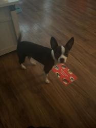 Lost Female Dog last seen Clovis and church, Fresno, CA 93727