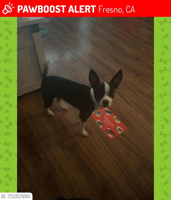 Lost Female Dog last seen Clovis and church, Fresno, CA 93727
