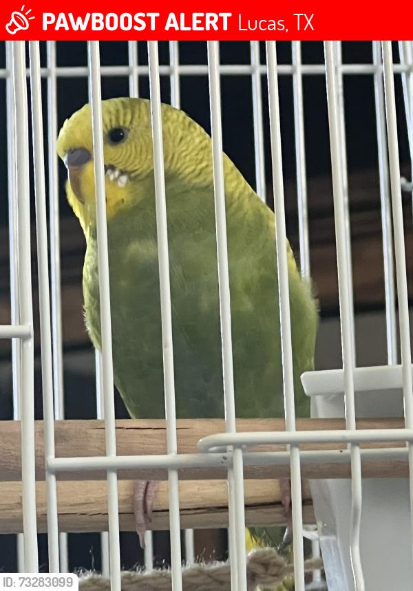 Lost Male Bird last seen Near Woodland Ct. Wylie tx, Lucas, TX 75098