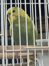 Lost Male Bird last seen Near Woodland Ct. Wylie tx, Lucas, TX 75098