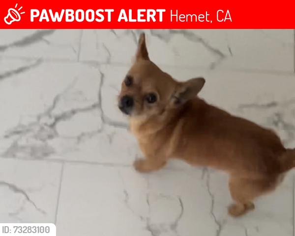 Lost Male Dog last seen Caston, Hemet, CA 92545