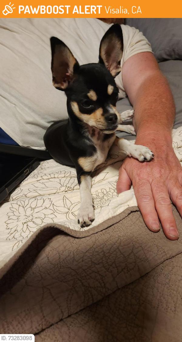Found/Stray Female Dog last seen Crenshaw and Feemster, Visalia, CA 93277