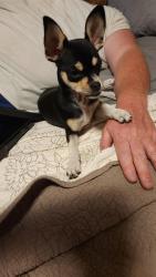 Found/Stray Female Dog last seen Crenshaw and Feemster, Visalia, CA 93277