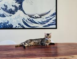 Lost Female Cat last seen Erin Mills and Dundas, Mississauga, ON 