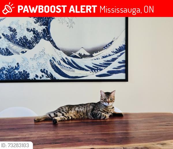 Lost Female Cat last seen Erin Mills and Dundas, Mississauga, ON 