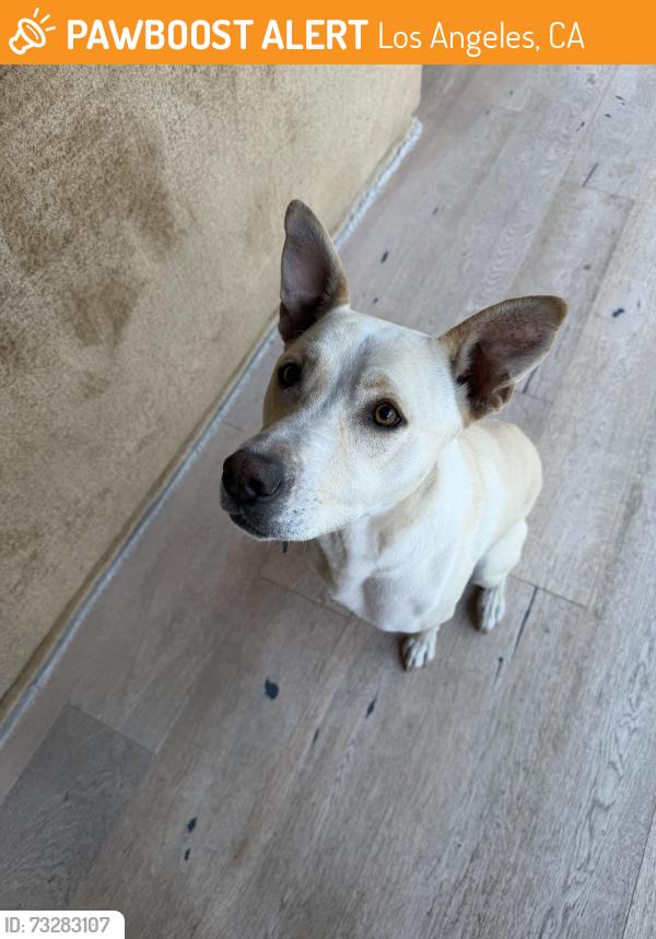 Found/Stray Male Dog last seen Ashwood and Marco, Los Angeles, CA 90066