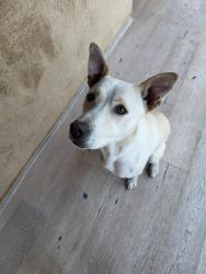 Found/Stray Male Dog last seen Ashwood and Marco, Los Angeles, CA 90066