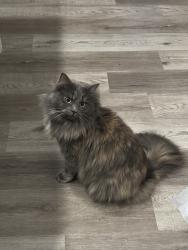 Lost Female Cat last seen Riverpointe community, Waterford, CA 95386