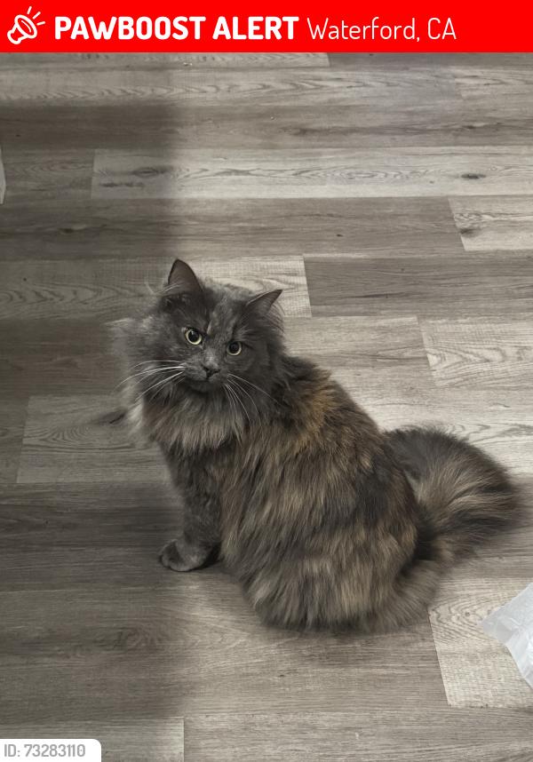 Lost Female Cat last seen Riverpointe community, Waterford, CA 95386