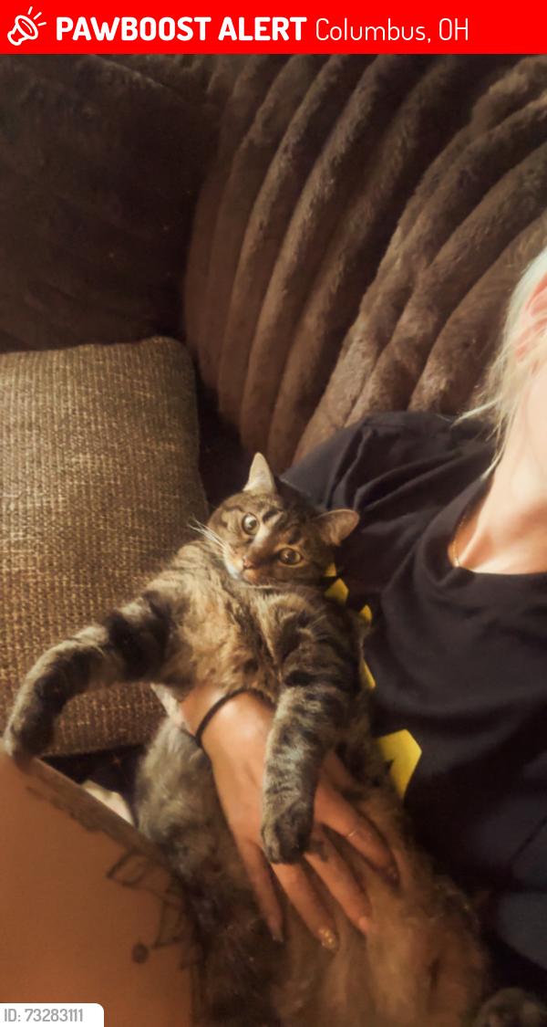 Lost Female Cat last seen Genteel dr, Columbus, OH 43123