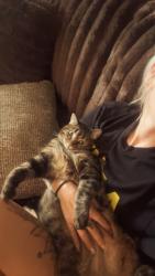 Lost Female Cat last seen Genteel dr, Columbus, OH 43123