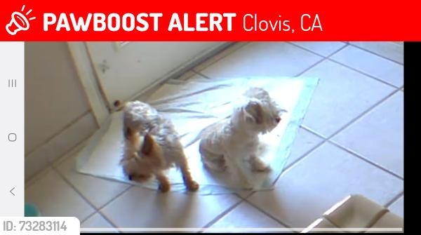 Lost Male Dog last seen Ashlan and temperance, Clovis, CA 93611