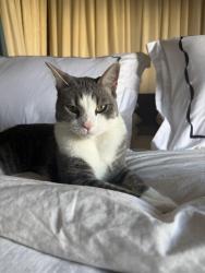 Lost Male Cat last seen Bellevue hotel Paddington, Paddington, NSW 2021