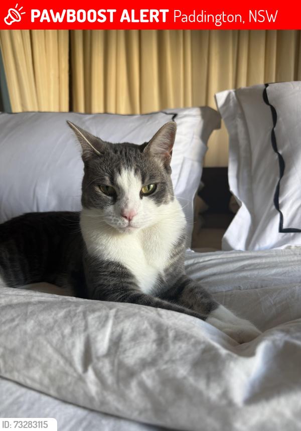 Lost Male Cat last seen Bellevue hotel Paddington, Paddington, NSW 2021