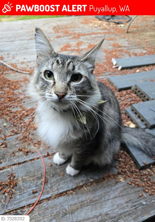 Lost Male Cat last seen Shaw Road and Manorwood Dr, Puyallup, WA 98374