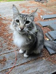 Lost Male Cat last seen Shaw Road and Manorwood Dr, Puyallup, WA 98374