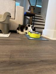 Reunited Female Cat last seen Acorn creek Lane, near two large stumps and into brush, Wendell, NC 27591