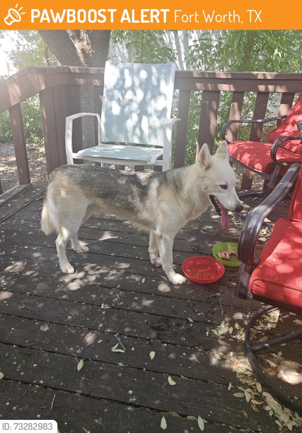 Found/Stray Male Dog last seen Old Denton Rd, HYACINTH Dr, Fort Worth, TX 76244