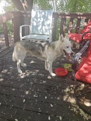 Found/Stray Male Dog last seen Old Denton Rd, HYACINTH Dr, Fort Worth, TX 76244