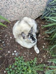 Lost Female Cat last seen SE 48th ave, SE henry street, Portland, OR 97206