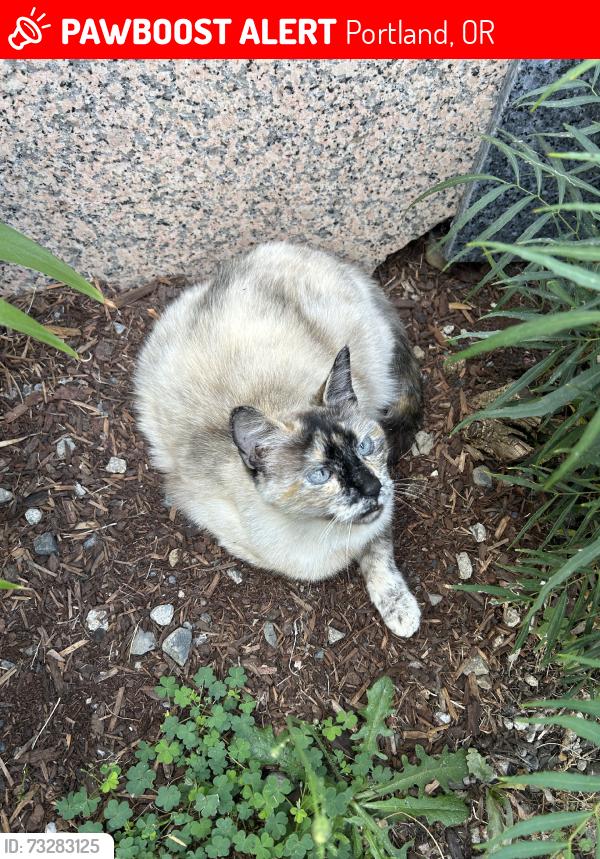 Lost Female Cat last seen SE 48th ave, SE henry street, Portland, OR 97206