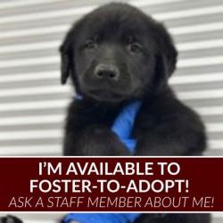 Shelter Stray Male Dog last seen Cr 324 / HWY 6, Grimes County, TX, 5359 Leonard Rd, Bryan, TX 77807, USA