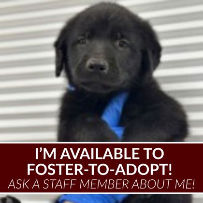 Shelter Stray Male Dog last seen Cr 324 / HWY 6, Grimes County, TX, 5359 Leonard Rd, Bryan, TX 77807, USA