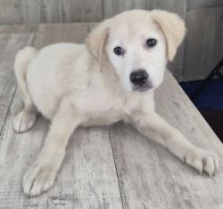 Shelter Stray Male Dog last seen Near Red Bud Ln, Caddo Parish, LA, 1500 Monty St, Shreveport, LA 71107, USA