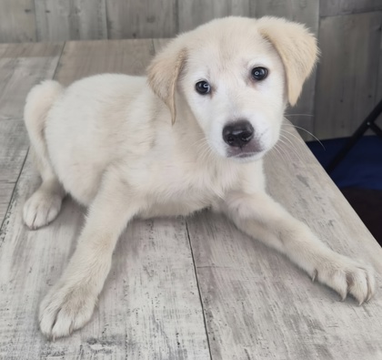 Shelter Stray Male Dog last seen Near Red Bud Ln, Caddo Parish, LA, 1500 Monty St, Shreveport, LA 71107, USA
