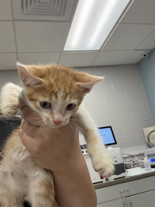 Shelter Stray Male Cat last seen Near Sacco St, Belmont, NC, 1491 Business Park Ct, Gastonia, NC 28052, USA
