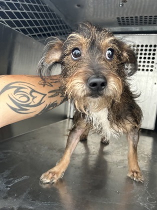 Shelter Stray Male Dog last seen Near E LANCASTER AVE, East District,, 355 Hillshire Dr, Haslet, TX 76052, USA