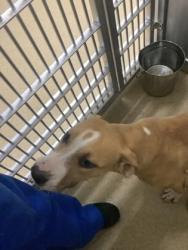 Shelter Stray Female Dog last seen Near Nelson Pl, South District, TX, 355 Hillshire Dr, Haslet, TX 76052, USA
