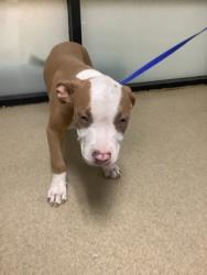Shelter Stray Male Dog last seen Near Nelson Pl, South District, TX, 355 Hillshire Dr, Haslet, TX 76052, USA