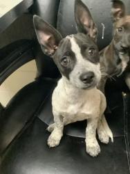 Shelter Stray Female Dog last seen Near Lagonda Ave, North District, TX, 355 Hillshire Dr, Haslet, TX 76052, USA