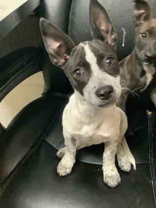 Shelter Stray Female Dog last seen Near Lagonda Ave, North District, TX, 355 Hillshire Dr, Haslet, TX 76052, USA