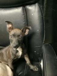 Shelter Stray Female Dog last seen Near Lagonda Ave, North District, TX, 355 Hillshire Dr, Haslet, TX 76052, USA