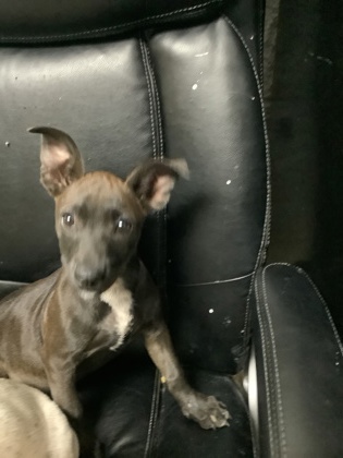 Shelter Stray Female Dog last seen Near Lagonda Ave, North District, TX, 355 Hillshire Dr, Haslet, TX 76052, USA