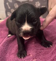 Shelter Stray Male Dog last seen Near Hardesty Ave, 64127, MO, 7077 Elmwood Ave, Kansas City, MO 64132, USA