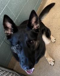Shelter Stray Female Dog last seen , , CA, 1101 29th Ave, Oakland, CA 94601, USA