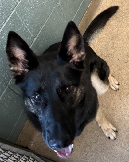 Shelter Stray Female Dog last seen , , CA, 1101 29th Ave, Oakland, CA 94601, USA