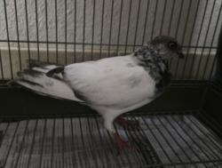 Shelter Stray Unknown Pigeon last seen Near 183A TOLL RD, City of Cedar Park, TX, 1855 SE Inner Loop, Georgetown, TX 78626, USA