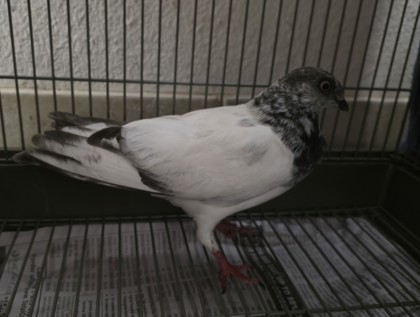 Shelter Stray Unknown Pigeon last seen Near 183A TOLL RD, City of Cedar Park, TX, 1855 SE Inner Loop, Georgetown, TX 78626, USA