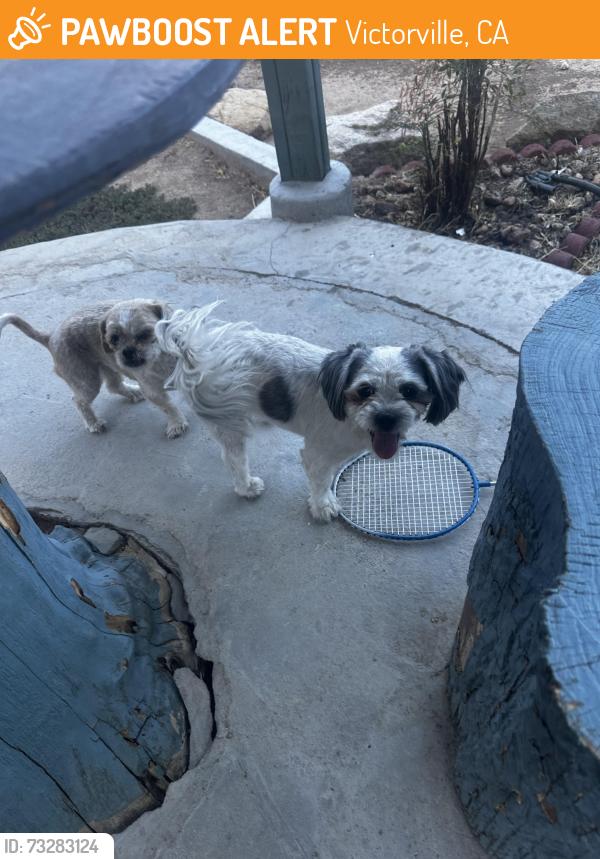Found/Stray Male Dog last seen Redondo Dr and Pajaro CT, Victorville, CA 92395