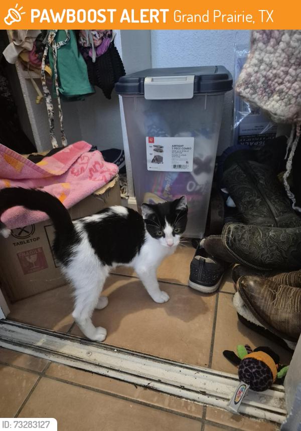 Found/Stray Male Cat last seen Terry lynn, Grand Prairie, TX 75050