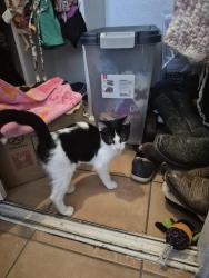 Found/Stray Male Cat last seen Terry lynn, Grand Prairie, TX 75050