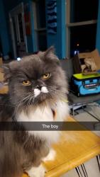 Lost Male Cat last seen Slate Ridge Blvd, 256, Palmer Rd, Graham Rd, Reynoldsburg, OH 43068