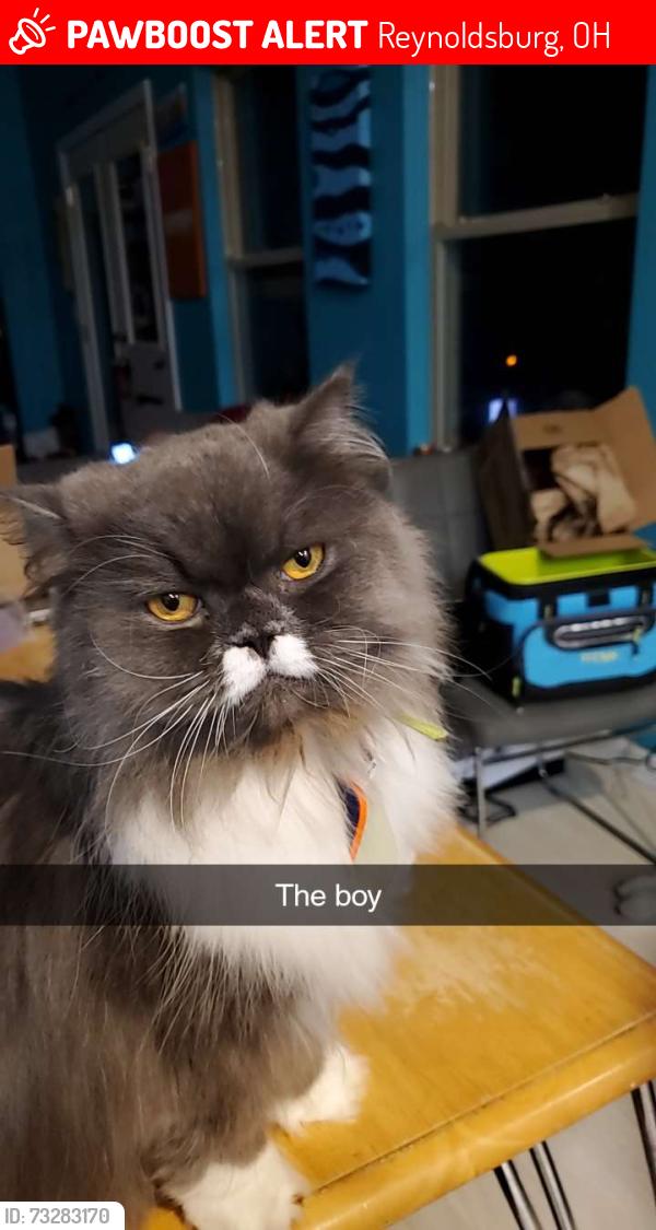 Lost Male Cat last seen Slate Ridge Blvd, 256, Palmer Rd, Graham Rd, Reynoldsburg, OH 43068