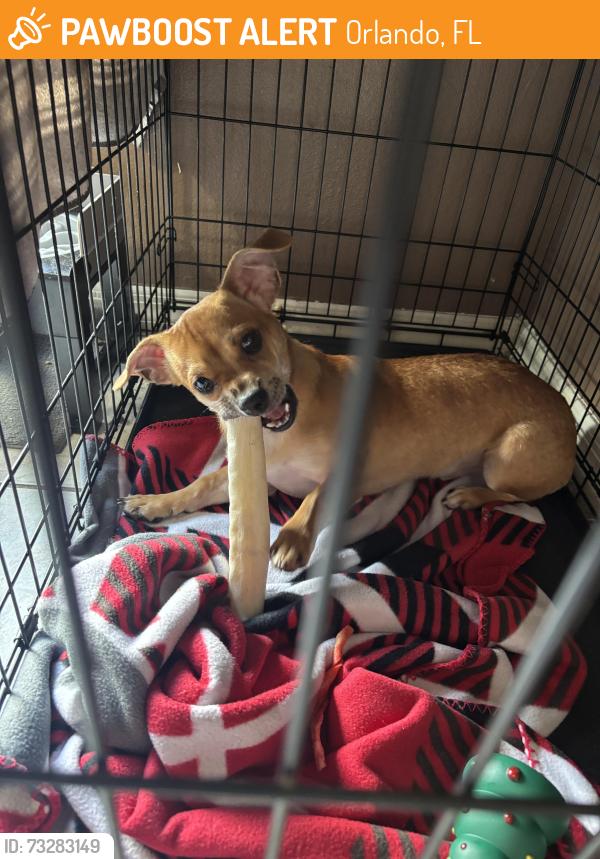 Found/Stray Male Dog last seen Family dollar on wetherbee and orange avenue, Orlando, FL 32824