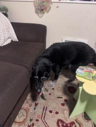 Found/Stray Unknown Dog last seen South temple and e street, Salt Lake City, UT 84103
