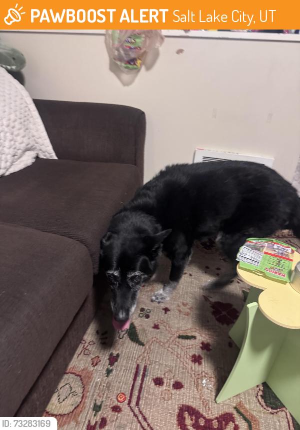 Found/Stray Unknown Dog last seen South temple and e street, Salt Lake City, UT 84103